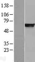 PDE4B Protein (Over-Expression Lysate Myc-DDK (Flag))