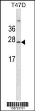 Polyclonal Rabbit anti-Human Gkn3 / Gastrokine 3 Antibody (aa 108-134, Internal, WB)