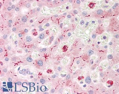 CD66acd Antibody (clone YTH71.3)
