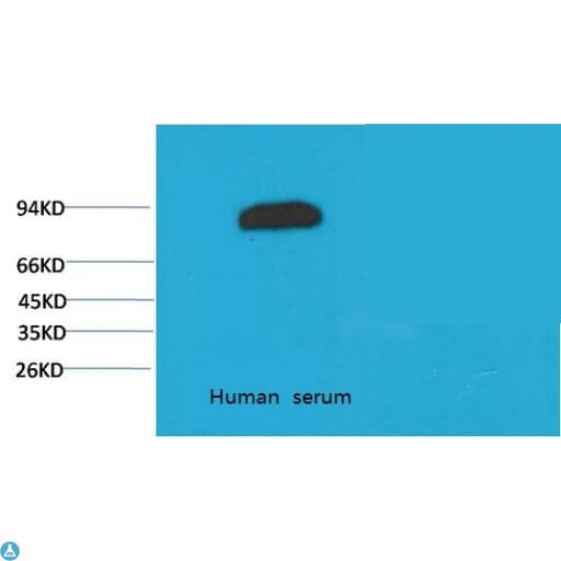Monoclonal Mouse anti-Human TF / Transferrin Antibody (IHC, WB)