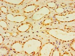 Polyclonal Rabbit anti-Human DUSP7 Antibody (aa160-419, IHC, WB)