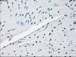Monoclonal Mouse anti-Human ID3 Antibody (clone OTI8B3, IHC, IF, WB)