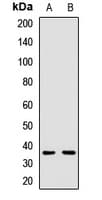 SPATA4 Antibody