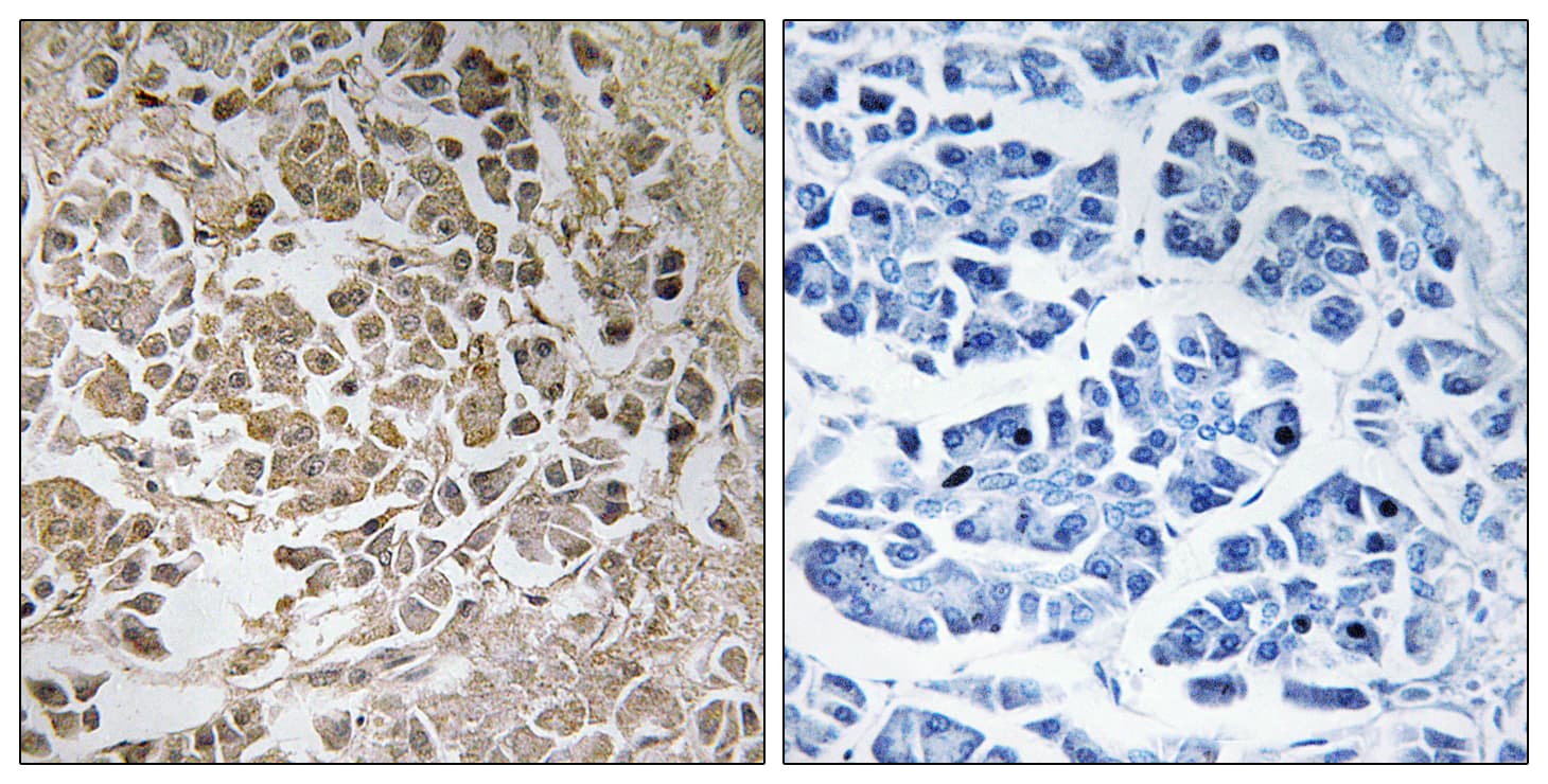 PEX11G Antibody (aa11-60)