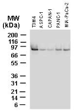 BAG3 / BAG-3 Antibody (aa276-294)
