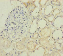Polyclonal Rabbit anti-Human PSF1 / GINS2 Antibody (IHC)