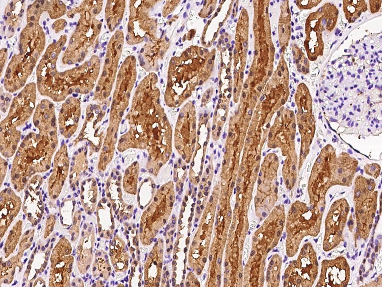 DDAH1 Antibody