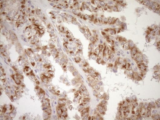 EPLIN Antibody (aa1-275, clone OTI1B4)