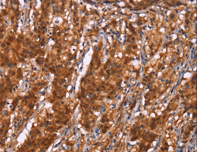 C3orf10 Antibody