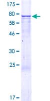 Human EDIL3 / DEL1 Protein (Recombinant GST)