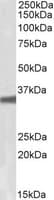 IHC-plus™ Polyclonal Goat anti-Human GNB3 Antibody (aa309-321, IHC, WB)