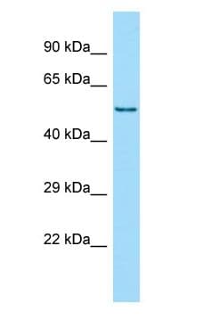 HCK Antibody (aa295-344)