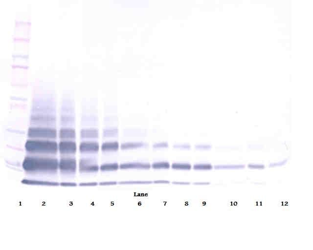 RETNLB / RELM-Beta Antibody