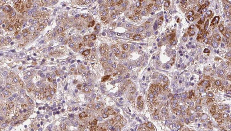 NMUR1 Antibody