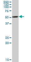 EXOG / ENDOGL1 Antibody (clone 2F7)
