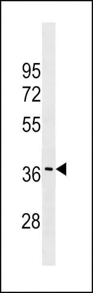GJC3 / GJE1 Antibody (aa252-278)