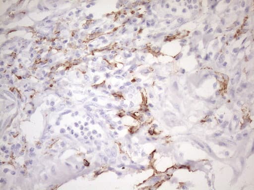 FBP / FOLR2 Antibody (aa20-221, clone OTI4G6)