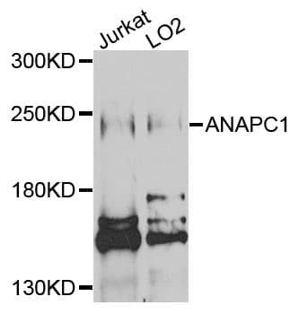 ANAPC1 / APC1 Antibody