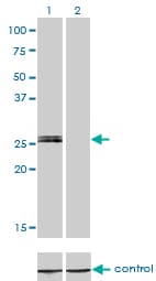 Monoclonal Mouse anti-Human MYOG / Myogenin Antibody (clone 2B7, WB)