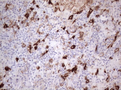ANPEP / CD13 Antibody (aa668-967, clone OTI2E4)