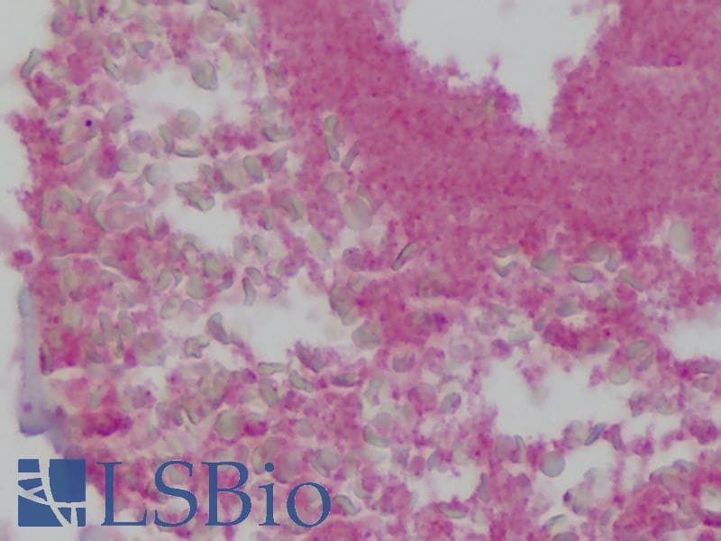 IHC-plus™ GP1BB / CD42c Antibody