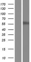 HRH1 / Histamine H1 Receptor Protein (Over-Expression Lysate Myc-DDK (Flag))