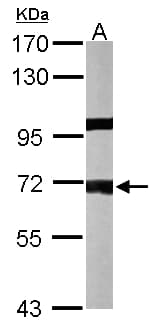IHC-plus™ PPP1R16A Antibody (aa83-464)