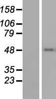 TEKT1 Protein (Over-Expression Lysate Myc-DDK (Flag))