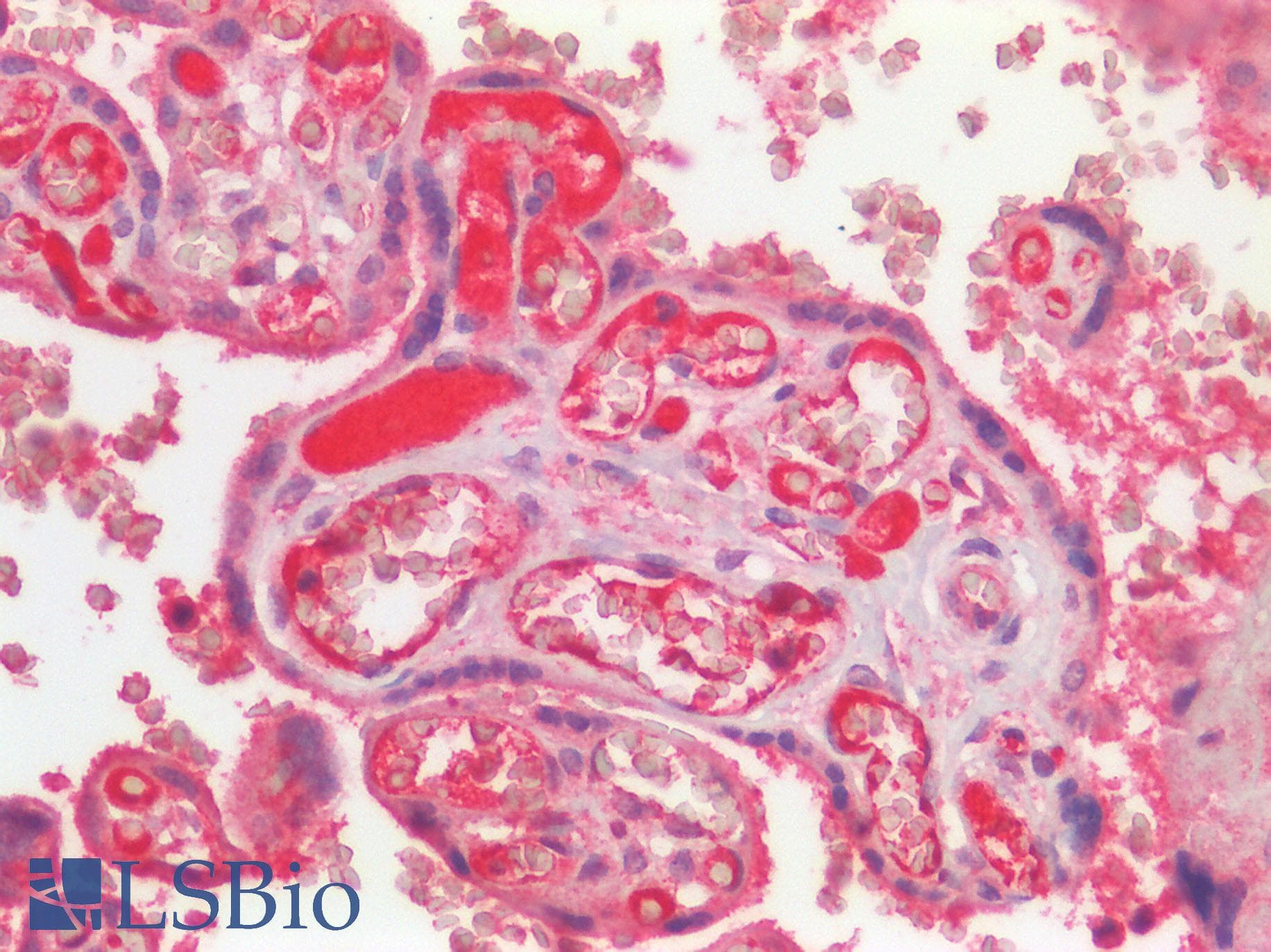 PathPlus™ Polyclonal Rabbit anti-Human GPR49 / LGR5 Antibody (Cytoplasmic Domain, IHC, IF)