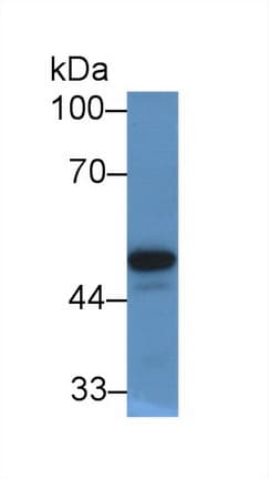 PON1 / ESA Antibody (aa35-206, Biotin)