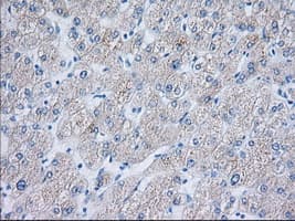 TTC32 Antibody (clone OTI4D4, Carrier-free)