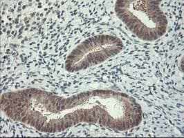 HSPBP1 Antibody (clone OTI1D5)