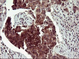 CD44 Antibody (clone OTI5C1)