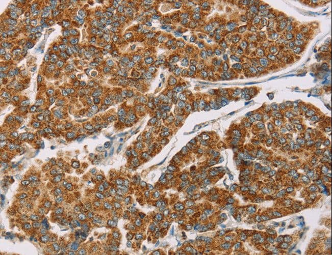 DLL4 Antibody