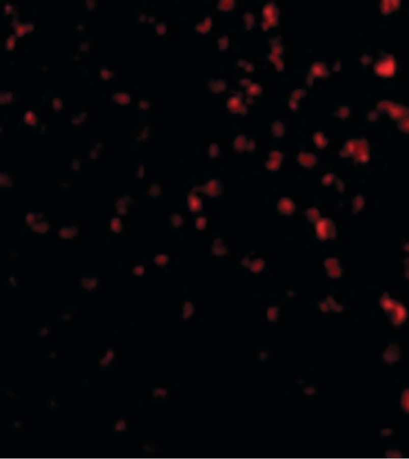 IHC-plus™ TIMD4 / TIM4 / TIM-4 Antibody