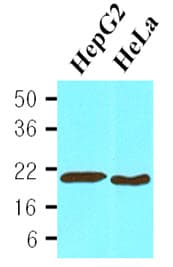 PPIB / Cyclophilin B Antibody (aa26-216, clone K2E2)