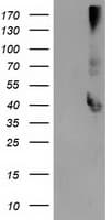 MAPRE2 / EB2 Antibody (clone OTI5F3)