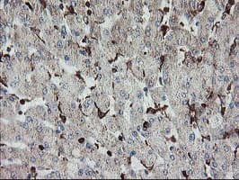 Monoclonal Mouse anti-Human SENP2 Antibody (clone OTI1D7, IHC, IF, WB)