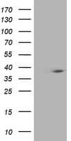 HSPBP1 Antibody (clone OTI2C8, Carrier-free)