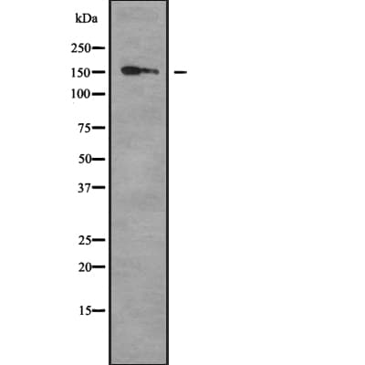 COL16A1 Antibody