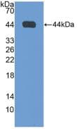 NPPA / ANP Antibody (Biotin)