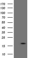 TPD52L3 Antibody (clone OTI4C12, Carrier-free)