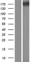 COL5A3 / Collagen V Alpha 3 Protein (Over-Expression Lysate Myc-DDK (Flag))