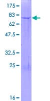 Human GALNTL5 Protein (Recombinant GST)