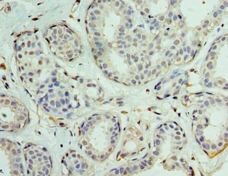 EIF1AX Antibody (aa10-144)