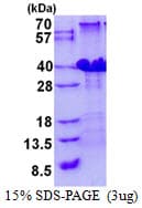 Human POLR3H Protein (Recombinant His)