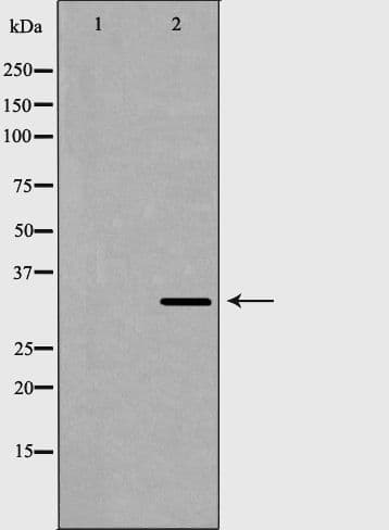 RBFOX3 / NEUN Antibody