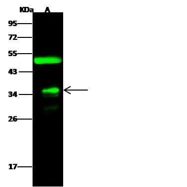FR4 / Folate Receptor 4 Antibody (Preservative Free)