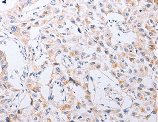 SERP1 Antibody
