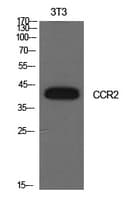 CCR2 Antibody